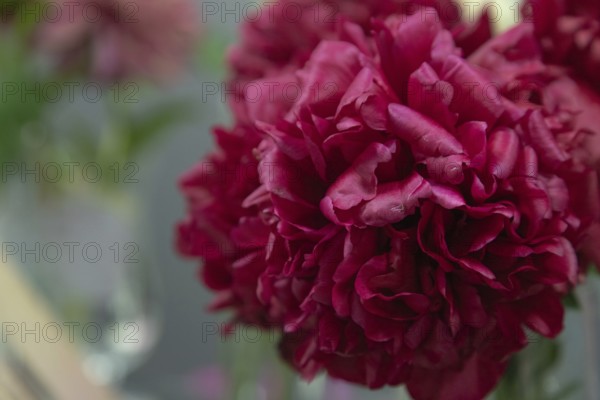 Beautiful red, burgundy peony Eliza Lundy flower. Closeup. Blurred background, selective focus