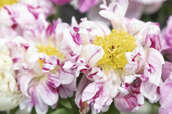 Beautiful pink peony Circus Circus flower. Closeup. Blurred background, selective focus