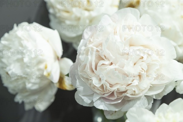 Beautiful white cream peony flower. Closeup. Blurred background, selective focus
