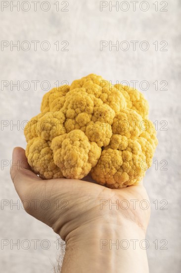 Yellow Cauliflower with hand on gray concrete background. Side view, close up. healthy food, vegetable, minimalism