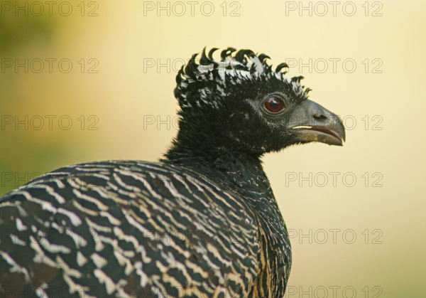 Sclater Hokko (Crax fasciolata), adult bird, female, Pantanal, Mato Grosso, Brazil, South America