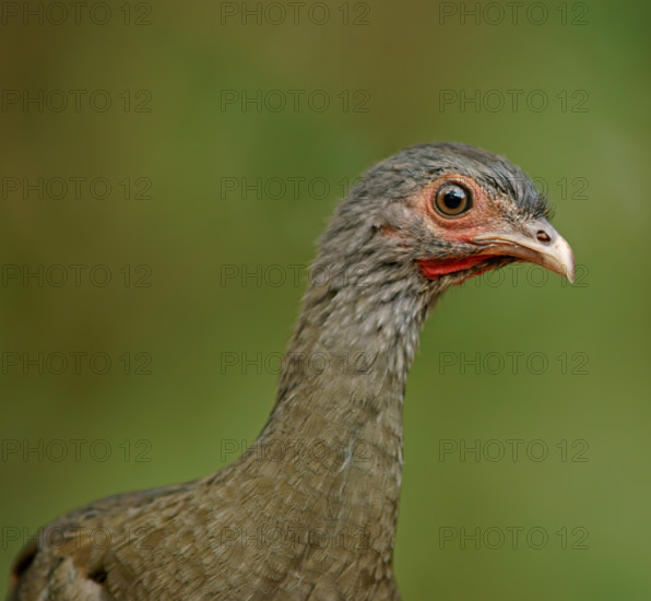 Bronze guan (Penelope obscura), Pantanal, Brazil, South America