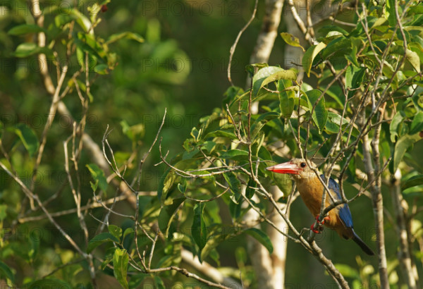 Cranesbill kingfisher (Pelargopsis capensis), Borneo, Indonesia