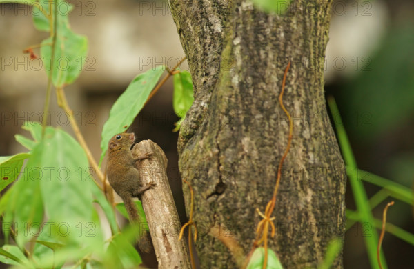 Borneo Squirrel (Exilisciurus exilis), Borneo, Indonesia