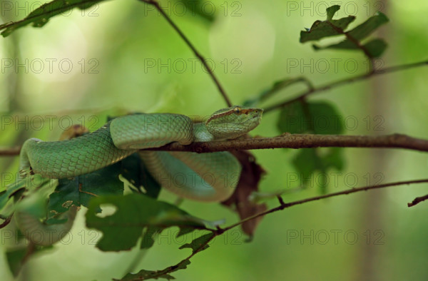 Bornean Kiel Green Pit Viper (Tropidolaemus subannulatus), Indonesia