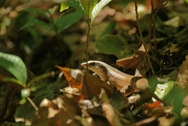 Skink, Indonesia