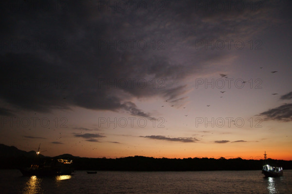 Flying foxes (Pteropodidae), Kalong Mangrove Island, Komodo National Park, Indonesia, Southeast Asia