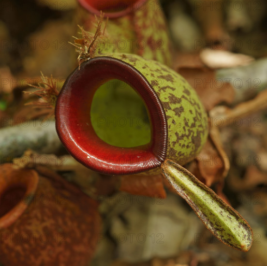 Pitcher plant, Borneo, Indonesia