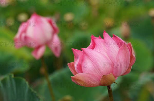 Lotus flower (Nelumbo nucifera), Bali, Indonesia