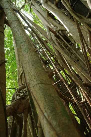 Strangler fig (Ficus), fig, Indonesia