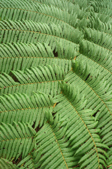 Tree fern Indonesia
