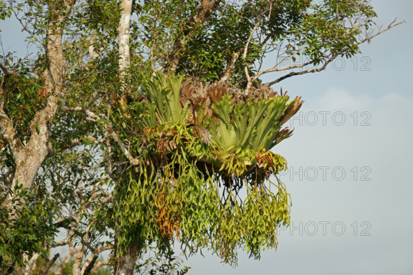 Staghorn fern (Platycerium), on tree, Indonesia