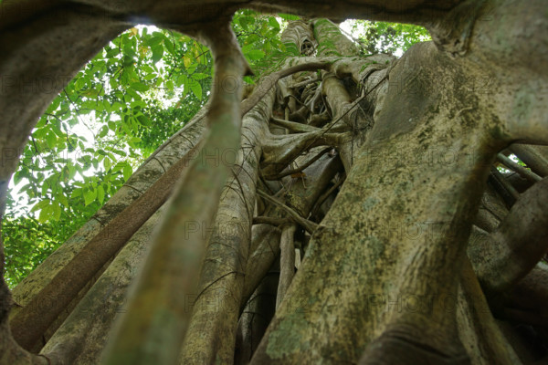 Strangler fig (Ficus), fig, Indonesia