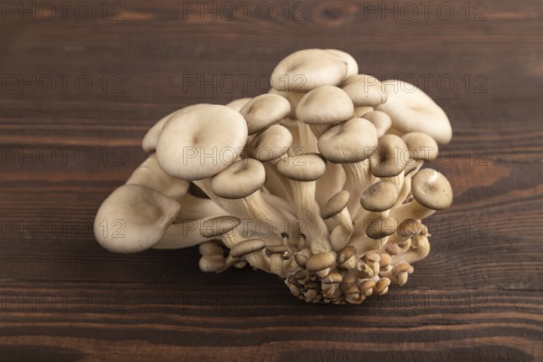 Raw Oyster mushroom, Pleurotus ostreatus on brown wooden background. Side view, close up, minimalism