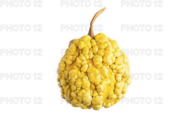 Decorative orange Pumpkin with tumors isolated on white background, top view, flat lay, close up, minimalism