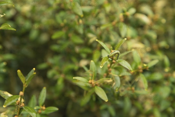 Boxwood bush, Buxus sempervirens, infested with Box tree moth, Cydalima perspectalis, caterpillars, feeding, pest