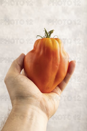 Red Heart Shape tomato with hand on gray concrete background. Top view, flat lay, close up. healthy food, vegetable, minimalism