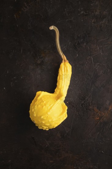 Decorative orange Pumpkin on black concrete background, top view, flat lay, copy space, minimalism, low key