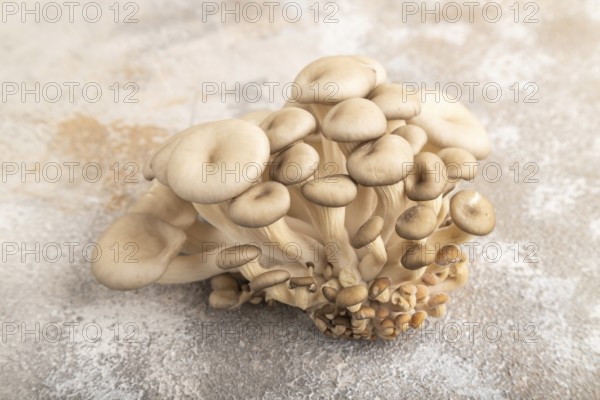 Raw Oyster mushroom, Pleurotus ostreatus on brown concrete background. Side view, close up, minimalism