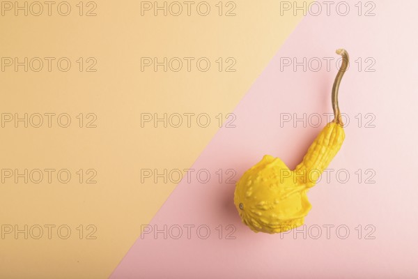 Decorative orange Pumpkin on pink and orange pastel paper background, top view, flat lay, copy space, minimalism