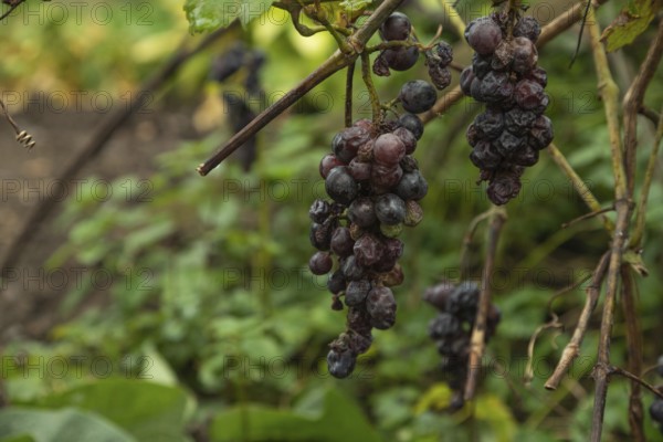 Bunches of rotten and Dry Red wine grapes on branches in autumn, Dry season, harvest, decay