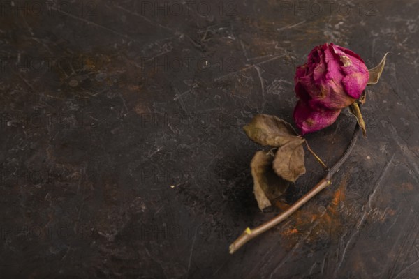 Withered dried pink Rose on black concrete background, side view, copy space, minimalism