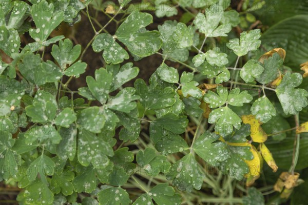 Columbine leaves covered with Powdery mildew, plant diseases, plant pathology