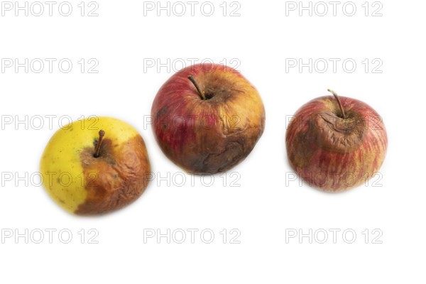 Decaying, Rotting apples isolated on white background. Side view, copy space, minimalism