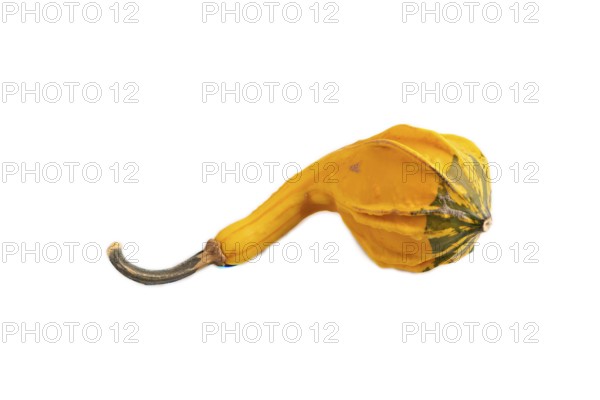 Decorative orange Pumpkin isolated on white background, side view, close up, minimalism