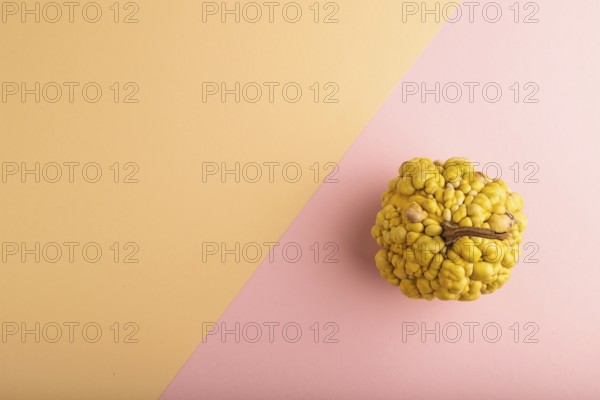 Decorative orange Pumpkin with tumors on pink and orange pastel paper background, top view, flat lay, copy space, minimalism