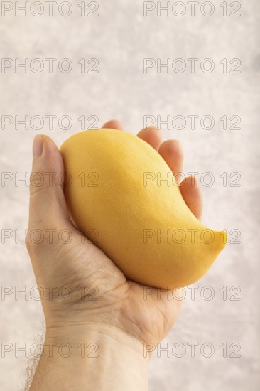 Orange mango with hand on concrete background. Side view, copy space. healthy food, minimalism