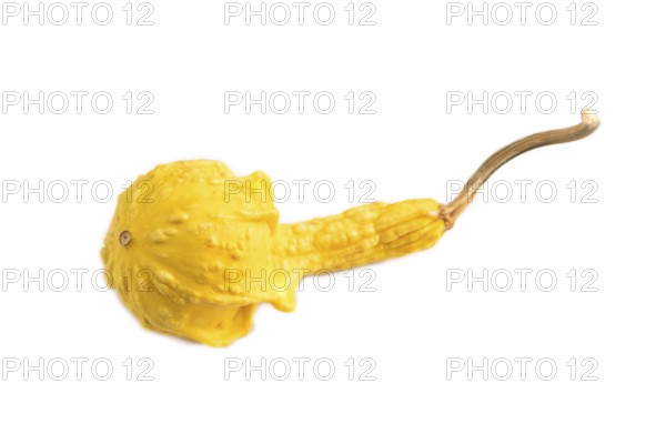 Decorative orange Pumpkin isolated on white background, side view, close up, minimalism