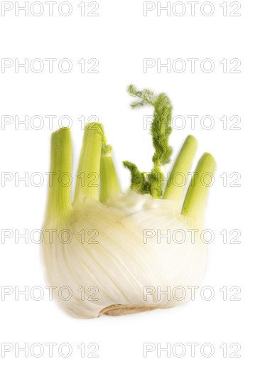 Fresh Fennel bulb isolated on white background, top view, flat lay, copy space, minimalism