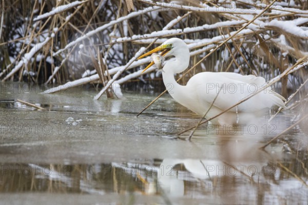 Great White Egret (Egretta alba) Germany