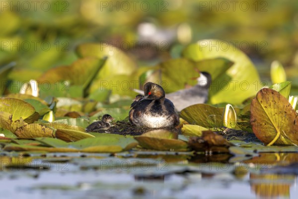 Black-necked Grebe (Podiceps nigricollis) at the nest with young, Danube Delta, Romania