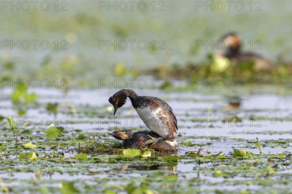 Black-necked Grebe (Podiceps nigricollis) at the nest near Copula, Danube Delta, Romania