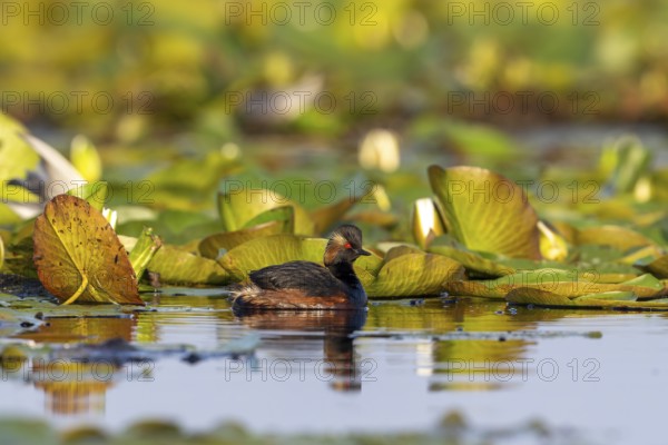 Black-necked Grebe (Podiceps nigricollis) swimming, Danube Delta, Romania