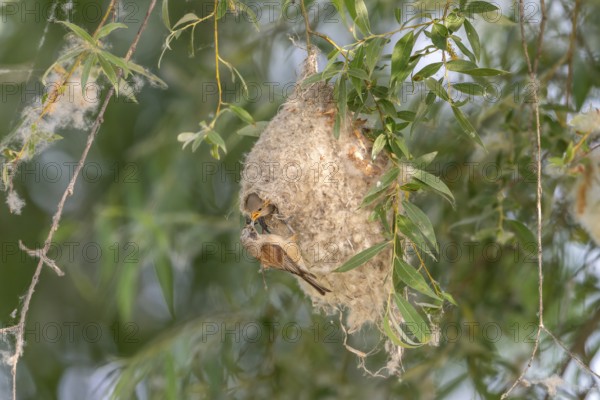 Penduline Tit (Remiz pendulinus), at the nest, feeding young bird in the nest, Danube Delta, Romania