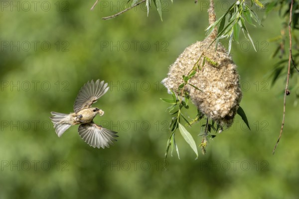 Penduline Tit (Remiz pendulinus) approaching the nest, Tiszaalpar, Hungary
