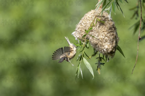 Penduline Tit (Remiz pendulinus) taking off from the nest, Tiszaalpar, Hungary