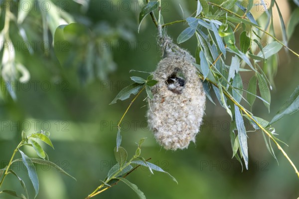 Penduline Tit (Remiz pendulinus) sitting in a nest, Danube Delta, Romania