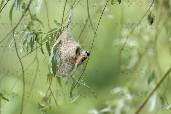 Penduline Tit (Remiz pendulinus) building a nest, Danube Delta, Romania