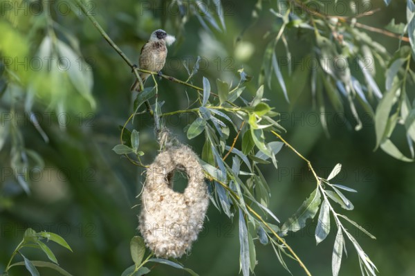 Penduline Tit (Remiz pendulinus) with nesting material sitting on the nest, Danube Delta Romania