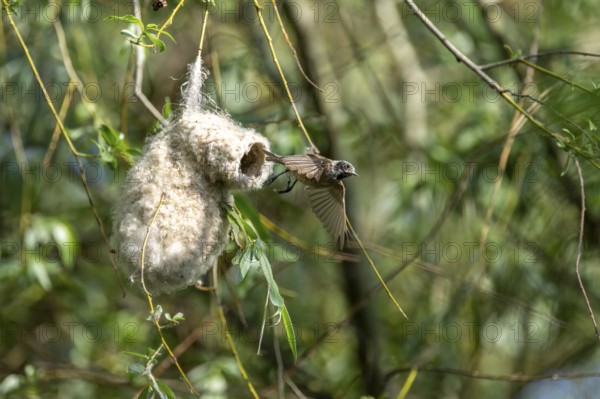 Penduline Tit (Remiz pendulinus) taking off from the nest, Danube Delta, Romania
