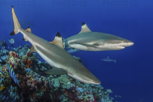 Underwater photo of two specimens of blacktip reef shark (Carcharhinus melanopterus) blacktip reef shark reef shark sharks swimming through blue water sea over tropical coral reef near shore close to viewer over reef edge edge of deep sloping coral reef at edge of Yap Trench near Mariana Trench, Pacific Ocean, Yap Island, Yap State, Caroline Islands, FSM, Federated States of Micronesia, Australia, Oceania