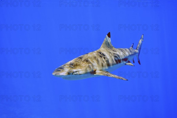 Underwater photo of blacktip reef shark (Carcharhinus melanopterus) Blacktip reef shark Reef shark swims below sea surface Water surface has pattern of sun and waves Sunlight on back, Pacific Ocean
