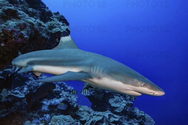 Underwater photo of blacktip reef shark (Carcharhinus melanopterus) blacktip reef shark reef shark swimming through blue water sea over tropical coral reef near shore close to viewer over reef edge edge of deep sloping coral reef on edge of Yap Trench near Mariana Trench, Pacific Ocean, Yap Island, Yap State, Caroline Islands, FSM, Federated States of Micronesia, Australia, Oceania