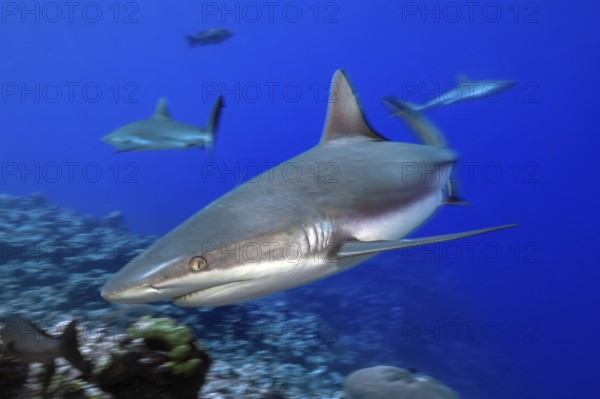 Dynamic photo of large Grey reef shark (Carcharhinus amblyrhynchos) shows hunting behaviour during prey search swims hectically fast curious directly close to viewer, Red Sea, tropical seas