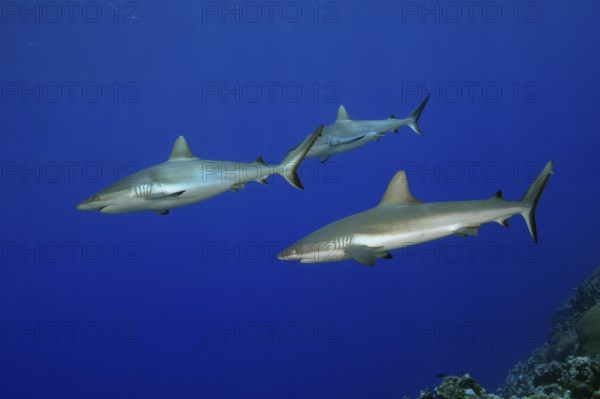 Underwater photo of three Grey reef sharks (Carcharhinus amblyrhynchos) Grey reef shark swimming Grey reef shark swimming hunting hunting at reef edge edge of deep sloping coral reef at the edge of Yap Trench near Mariana Trench, Pacific Ocean, Yap Island, Yap State, Caroline Islands, FSM, Federated States of Micronesia, Australia, Oceania