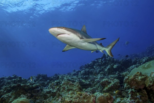 Underwater photo of large adult female Grey reef shark (Carcharhinus amblyrhynchos) swimming through blue water sea over tropical coral reef near shorei over reef edge edge of deep sloping coral reef at edge of Yap Trench near Mariana Trench, Pacific Ocean, Yap Island, Yap State, Caroline Islands, FSM, Federated States of Micronesia, Australia, Oceania